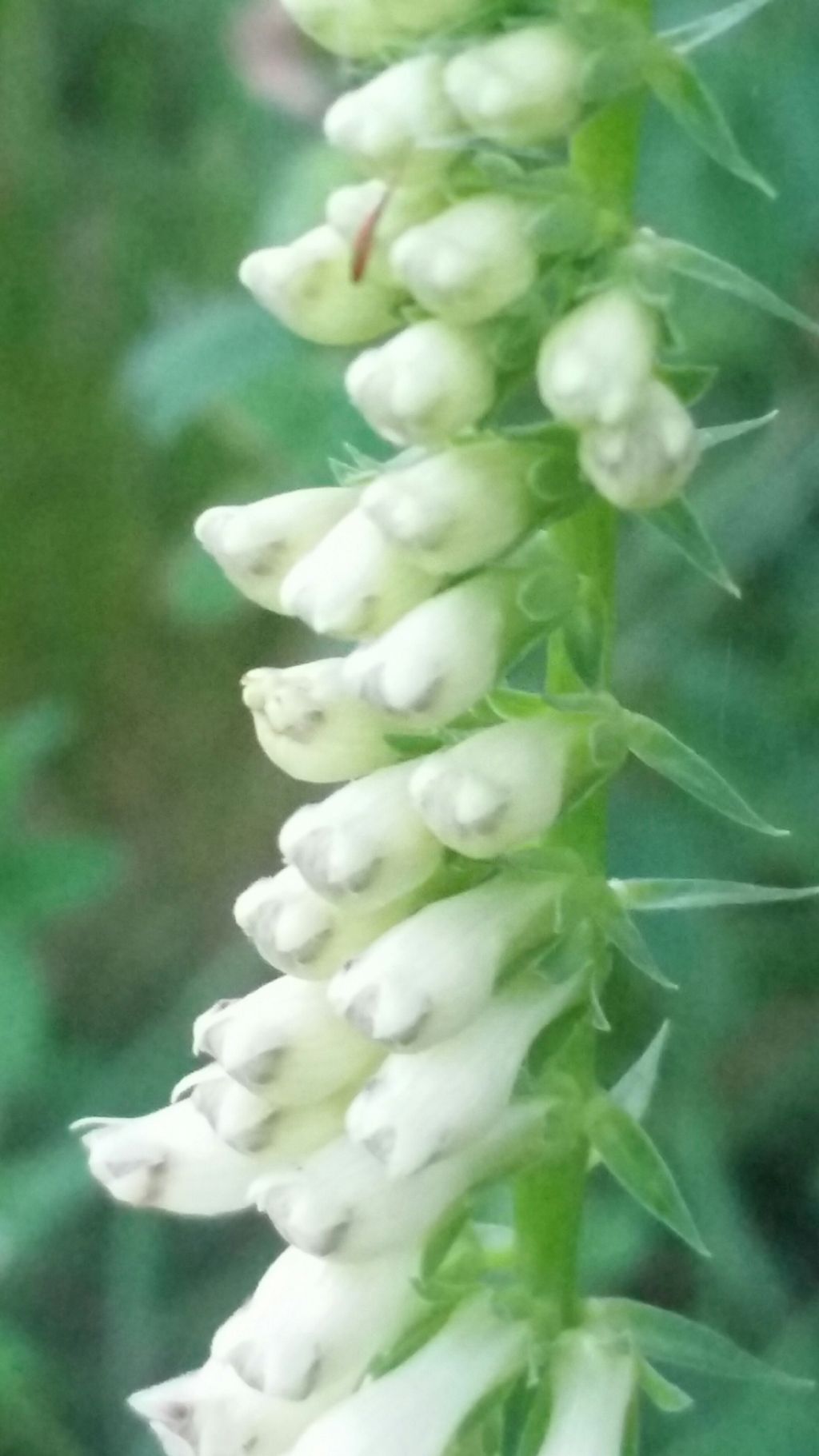 Digitalis lutea (Plantaginaceae)